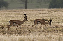 Grant's Gazelle (Nanger granti) males, Borana Ranch, Kenya