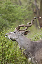 Greater Kudu (Tragelaphus strepsiceros) male browsing, Mpala Research Centre, Kenya