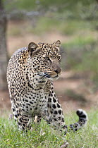 Leopard (Panthera pardus), El Karama Ranch, Kenya