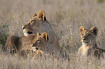 African Lion (Panthera leo) female and cubs, Borana Ranch, Kenya