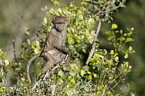 Olive Baboon (Papio anubis) young, Ol Pejeta Conservancy, Kenya