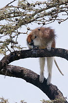Patas Monkey (Erythrocebus patas) calling at predator below, Ol Pejeta Conservancy, Kenya