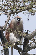 Patas Monkey (Erythrocebus patas) yawning, Ol Pejeta Conservancy, Kenya