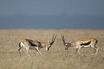 Thomson's Gazelle (Eudorcas thomsonii) males sparring, Solio Ranch, Kenya