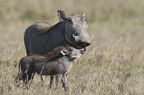 Warthog (Phacochoerus africanus) mother and young, Ol Pejeta Conservancy, Kenya