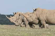 White Rhinoceros (Ceratotherium simum) trio, Solio Ranch, Kenya