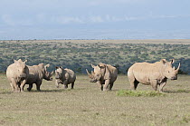 White Rhinoceros (Ceratotherium simum) group in savannah, Solio Ranch, Kenya