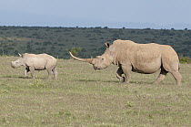 White Rhinoceros (Ceratotherium simum) mother and calf, Solio Ranch, Kenya