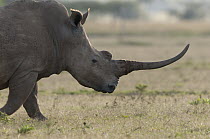White Rhinoceros (Ceratotherium simum) female, Solio Ranch, Kenya