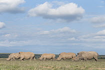 White Rhinoceros (Ceratotherium simum) group grazing, Solio Game Reserve, Kenya
