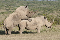 White Rhinoceros (Ceratotherium simum) pair mating, Solio Ranch, Kenya