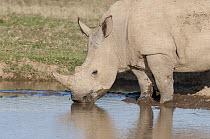 White Rhinoceros (Ceratotherium simum) drinking, Solio Ranch, Kenya