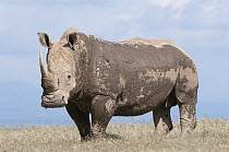 White Rhinoceros (Ceratotherium simum) covered with mud, Solio Ranch, Kenya