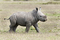 White Rhinoceros (Ceratotherium simum) calf, Solio Ranch, Kenya