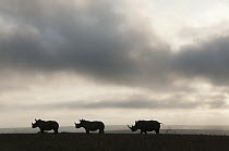 White Rhinoceros (Ceratotherium simum) trio at sunset, Solio Ranch, Kenya