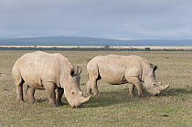 White Rhinoceros (Ceratotherium simum) pair grazing, Solio Ranch, Kenya