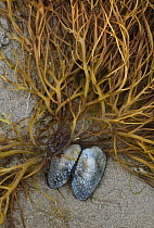 Mussel shell and seaweed, Etretat, Upper Normandy, France