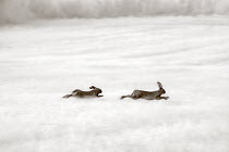 European Hare (Lepus europaeus) pair running, Netherlands