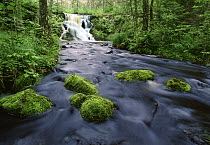 Moss covered stones in Judd Creek, Northwoods, Minnesota