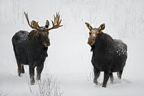 Moose (Alces alces) bull and female in snow, North America