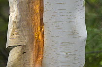 Paper Birch (Betula papyrifera) bark peeling, Listening Point, Ely, Minnesota