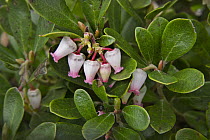 Snowberry (Gaultheria sp) flowers, Listening Point, Ely, Minnesota