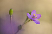 Violet Wood-sorrel (Oxalis violacea) flower, Minnesota