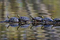 Painted Turtle (Chrysemys picta) group sunning on log, Minnesota