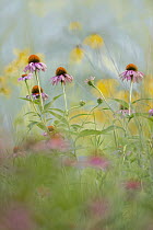 Prairie Coneflower (Ratibida pinnata) flowers