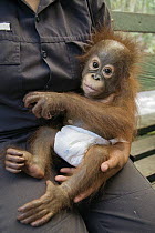 Orangutan (Pongo pygmaeus) one year old infant held by caretaker, Orangutan Care Center, Borneo, Indonesia
