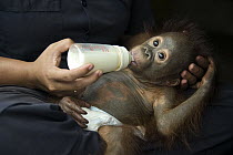 Orangutan (Pongo pygmaeus) caretaker bottle-feeding one year old infant, Orangutan Care Center, Borneo, Indonesia