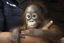 Orangutan (Pongo pygmaeus) one year old infant held by caretaker, Orangutan Care Center, Borneo, Indonesia