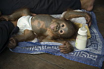 Orangutan (Pongo pygmaeus) one year old infant at bottle-feeding time, Orangutan Care Center, Borneo, Indonesia