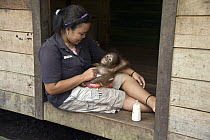 Orangutan (Pongo pygmaeus) caretaker with one year old infant, Orangutan Care Center, Borneo, Indonesia