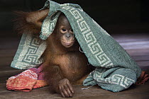 Orangutan (Pongo pygmaeus) two year old infant playing with towel, Orangutan Care Center, Borneo, Indonesia