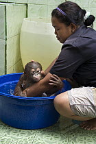 Orangutan (Pongo pygmaeus) caretaker bathing infant, Orangutan Care Center, Borneo, Indonesia