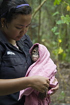Orangutan (Pongo pygmaeus) caretaker drying off infant after bath, Orangutan Care Center, Borneo, Indonesia