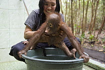 Orangutan (Pongo pygmaeus) caretaker with infant at bath time, Orangutan Care Center, Borneo, Indonesia