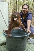 Orangutan (Pongo pygmaeus) caretaker with infant at bath time, Orangutan Care Center, Borneo, Indonesia