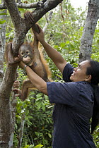 Orangutan (Pongo pygmaeus) caretaker putting infants in tree for forest exploration and training, Orangutan Care Center, Borneo, Indonesia