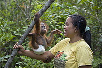 Orangutan (Pongo pygmaeus) caretaker with infant playing in tree during forest exploration and training program, Orangutan Care Center, Borneo, Indonesia