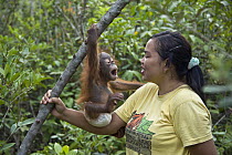 Orangutan (Pongo pygmaeus) caretaker with infant playing in tree during forest exploration and training program, Orangutan Care Center, Borneo, Indonesia