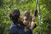 Orangutan (Pongo pygmaeus) caretaker with infant in tree during forest exploration and training program, Orangutan Care Center, Borneo, Indonesia