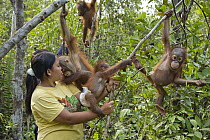 Orangutan (Pongo pygmaeus) caretaker with infants playing in tree during forest exploration and training program, Orangutan Care Center, Borneo, Indonesia