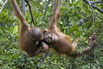 Orangutan (Pongo pygmaeus) two year old infants playing in tree, Orangutan Care Center, Borneo, Indonesia