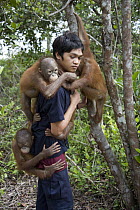 Orangutan (Pongo pygmaeus) caretaker putting two year old infants in tree for forest exploration and training, Orangutan Care Center, Borneo, Indonesia