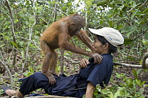 Orangutan (Pongo pygmaeus) two year old infant playing on caretaker during forest exploration and training, Orangutan Care Center, Borneo, Indonesia