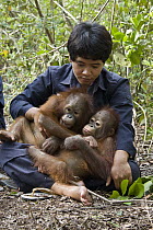 Orangutan (Pongo pygmaeus) caretaker with two year old infants during forest exploration and training program, Orangutan Care Center, Borneo, Indonesia