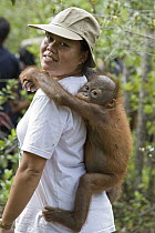 Orangutan (Pongo pygmaeus) two year old infant clinging to caretaker's back during forest walk, Orangutan Care Center, Borneo, Indonesia
