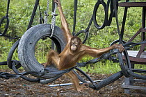 Orangutan (Pongo pygmaeus) juvenile in play area, Orangutan Care Center, Borneo, Indonesia